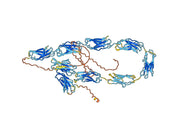 Anti-Human CD307e/FCRL5 Antibody (SAA0316)