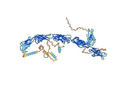 Anti-Human CD324/CDH1 Antibody (SAA0269)