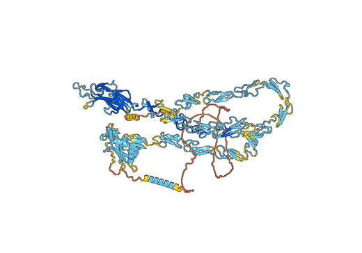 Anti-Human CD339/JAG1 VHH (SAA1285)
