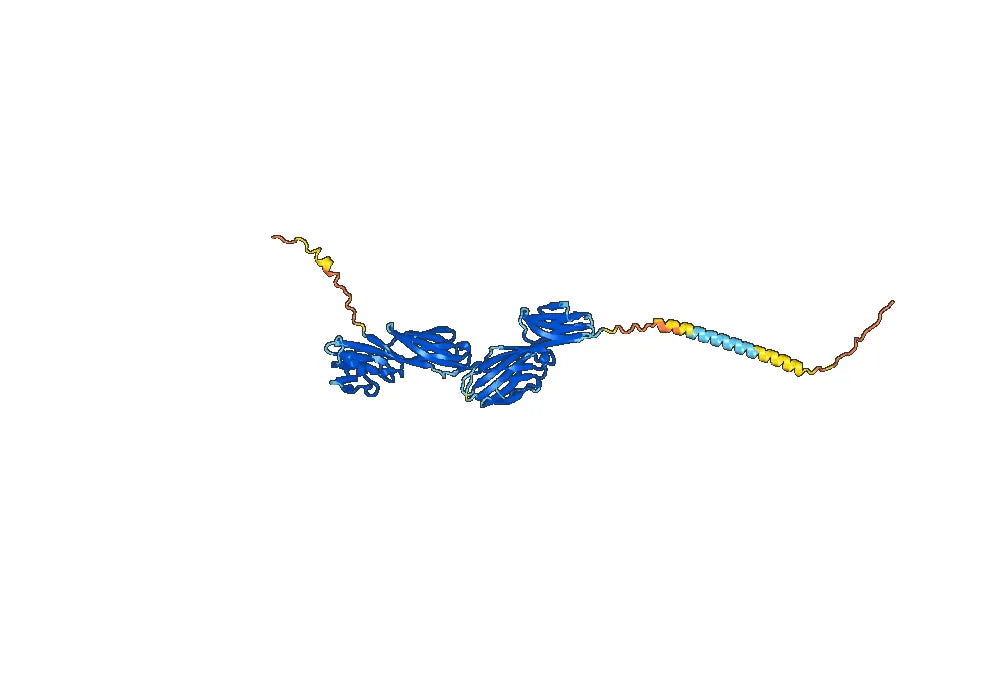 Anti-Human CD4 Antibody (OKT4A)
