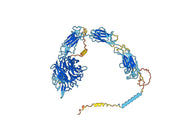 Anti-Human CD49c/ITGA3 VHH (SAA1303)