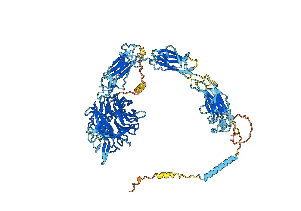 Anti-Human CD49c/ITGA3 VHH (SAA1303)