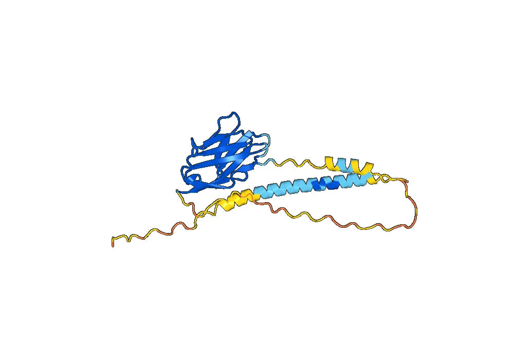 Anti-Human CD7 VHH (SAA1260)