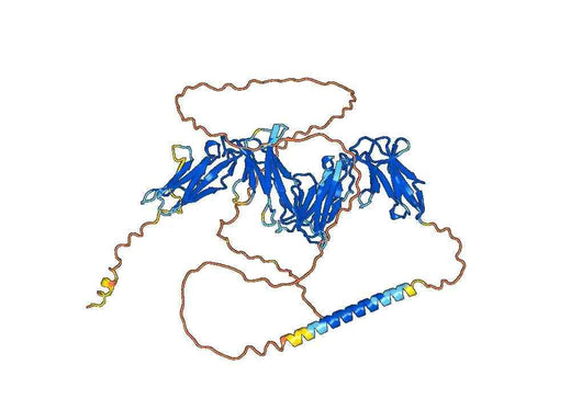 Anti-Human CD85a/LILRB3 Antibody (A1)