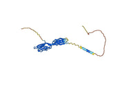 Anti-Human CD86/B7-2 Antibody (SAA1397)