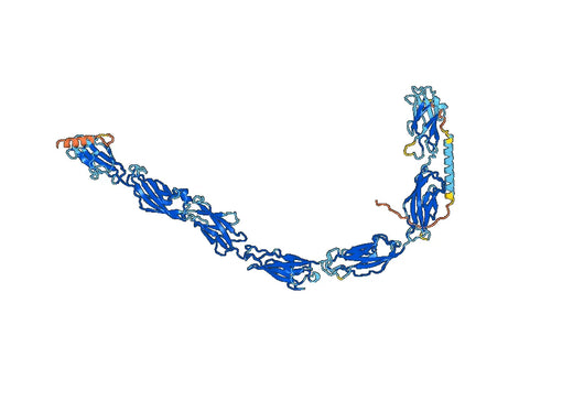 Anti-Human CDH17/Cadherin-17 VHH (SAA0804)