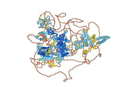 Anti-Human CHD3 IP Antibody (SAA0258)