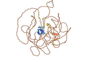 Anti-Human CHD7 Protein Antibody (P004)