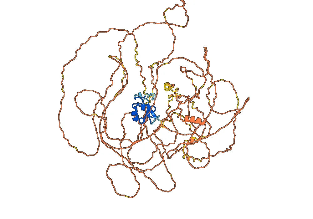 Anti-Human CHD7 Protein Antibody (P004)
