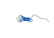 Anti-Human CLDN6 Antibody (SAA1412)