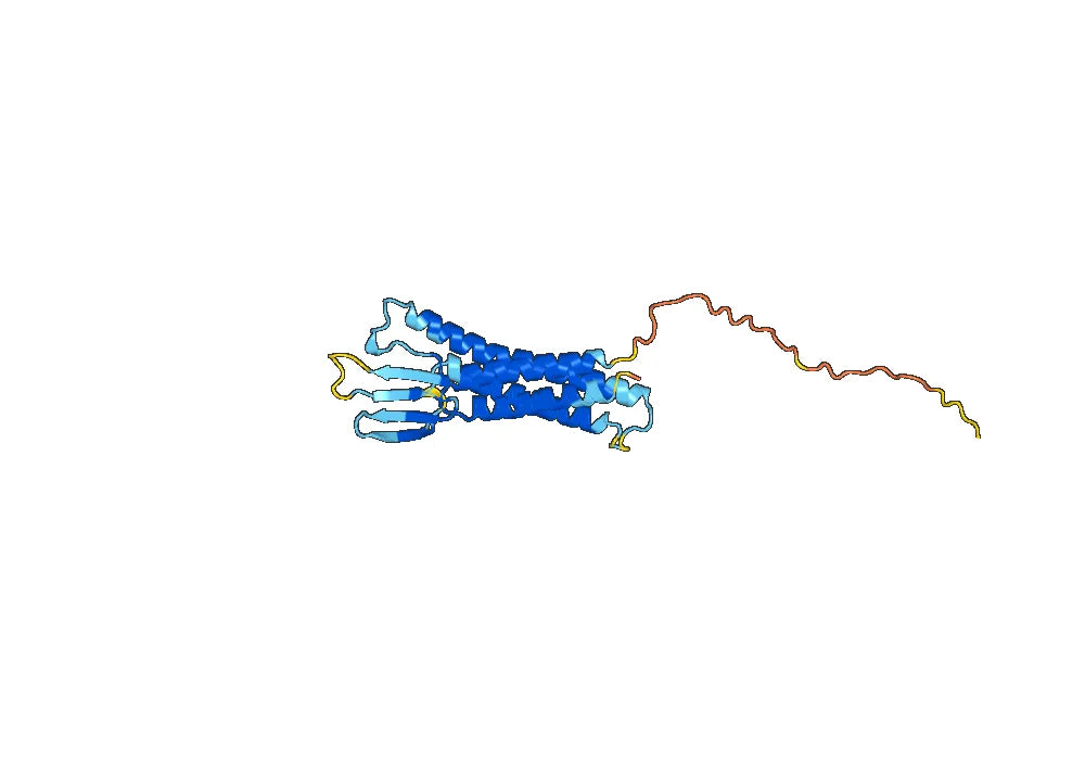 Anti-Human CLDN6 Antibody (SAA1412)