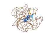 Anti-Human COL2A1 Antibody (ACC2/3)