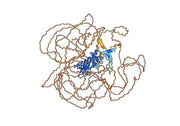 Anti-Human COL2A1 Antibody (GB8)