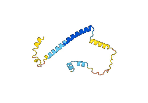 Anti-Human CPLX1 Polyclonal Antibody