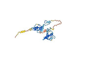 Anti-Human CTGF/CCN2 Antibody (SAA0452)