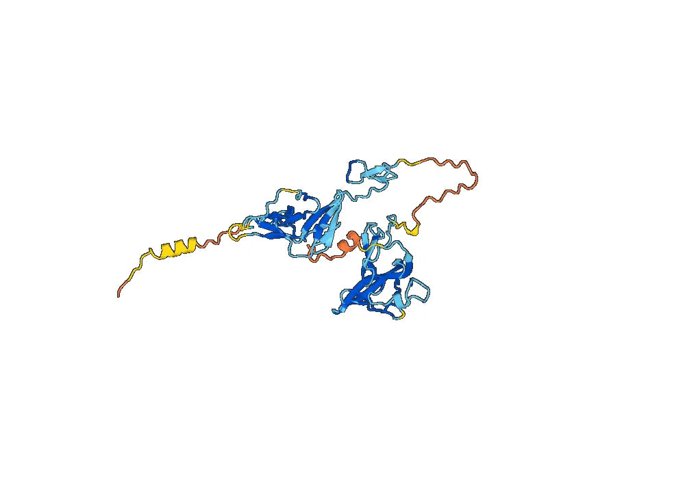 Anti-Human CTGF/CCN2 Antibody (SAA0452)
