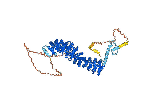 Anti-Human CTNNB1 VHH (SAA1197)