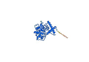 Anti-Human CTSL Antibody (3D8)