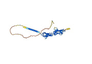 Anti-Human CXADR Antibody (SAA0357)
