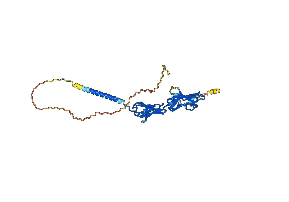 Anti-Human CXADR Antibody (SAA0357)