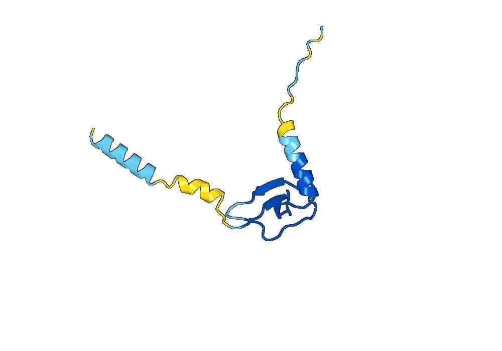 Anti-Human CXCL13/BCA-1/BLC Antibody (SAA0468)