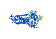 Anti-Human CYBB/NOX2 Antibody (SAA0847)