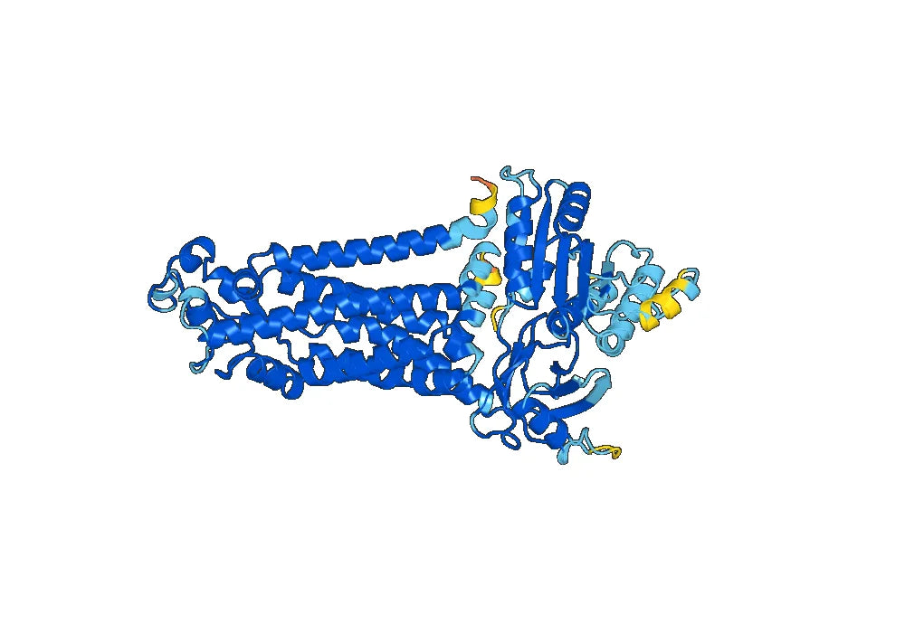 Anti-Human CYBB/NOX2 Antibody (SAA0847)
