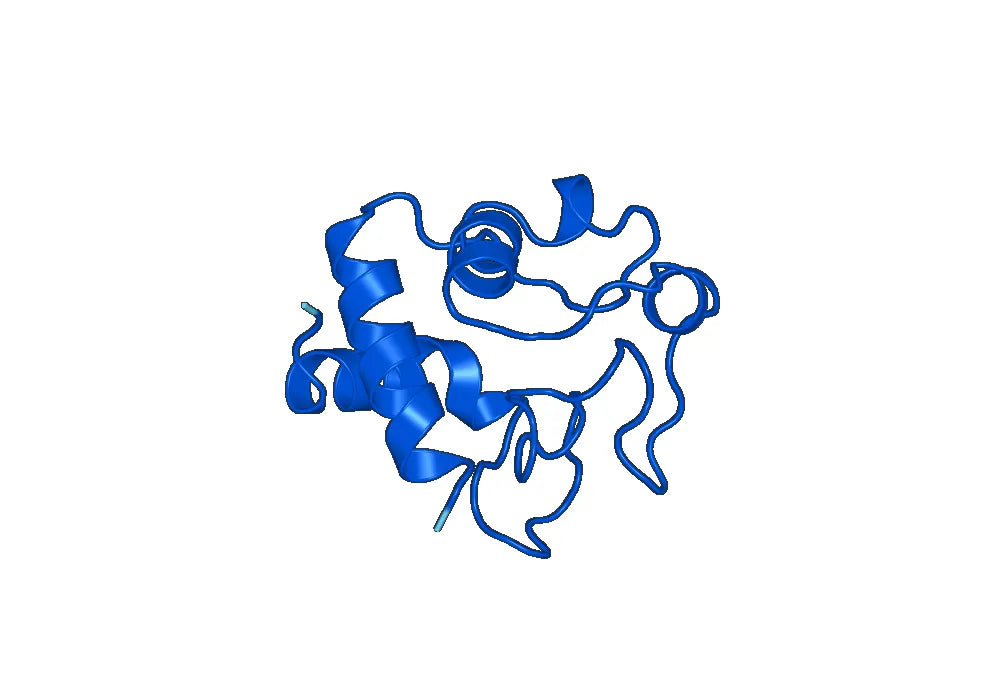 Anti-Human CYCS Antibody (1D3)