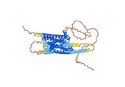 Anti-Human DRD1/AGIA Antibody (SAA0783)