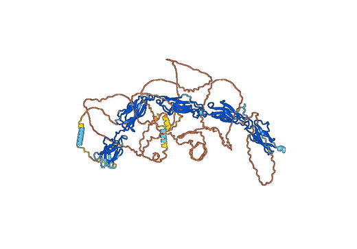 Anti-Human DSG2 Antibody (3D3)