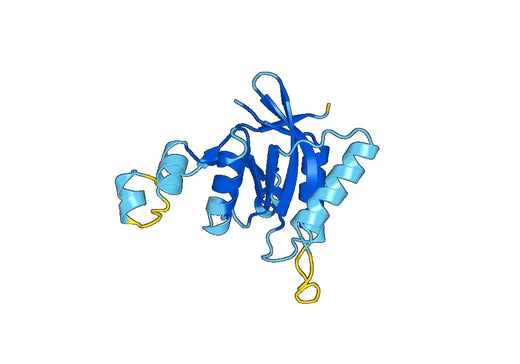 Anti-Human EIF3H Polyclonal Antibody