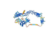 Anti-Human EPHA2 Antibody (SAA0832)