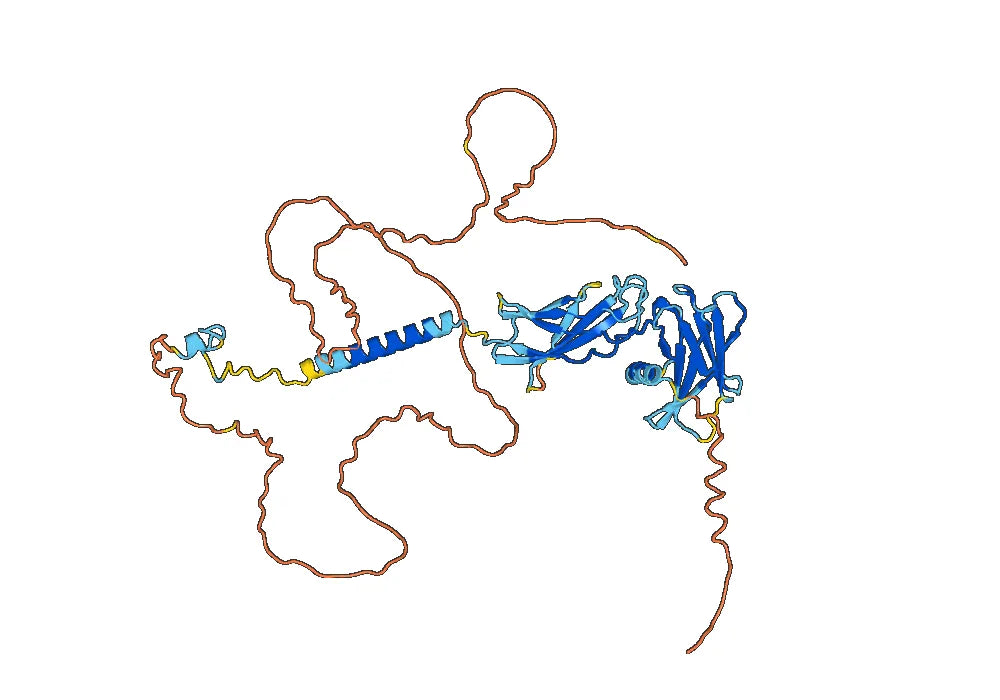 Anti-Human EPOR VHH (SAA0954)