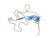 Anti-Human EPOR VHH (SAA0955)