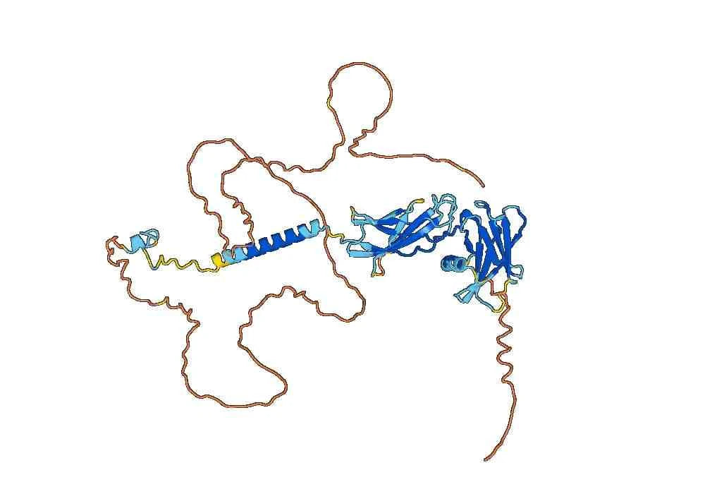 Anti-Human EPOR VHH (SAA0955)