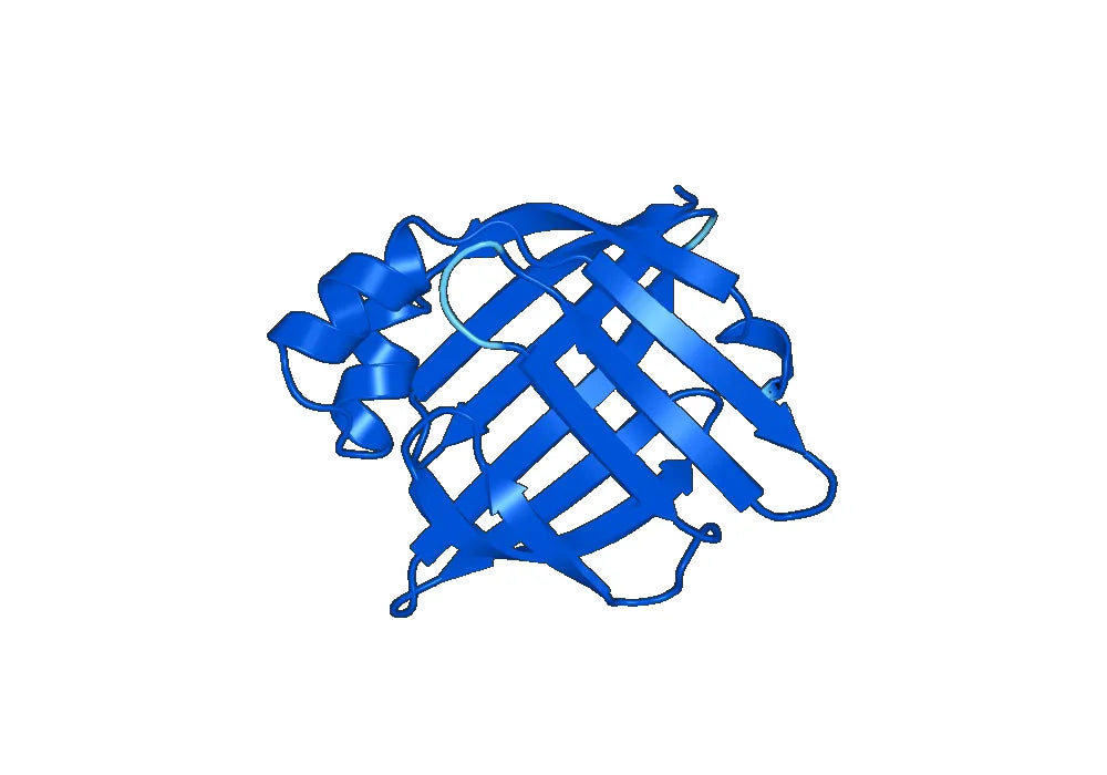 Anti-Human FABP4/aP2 Antibody (HA3)