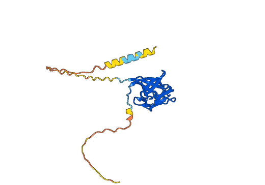 Anti-Human FGF13 Antibody (N91/27.1R)