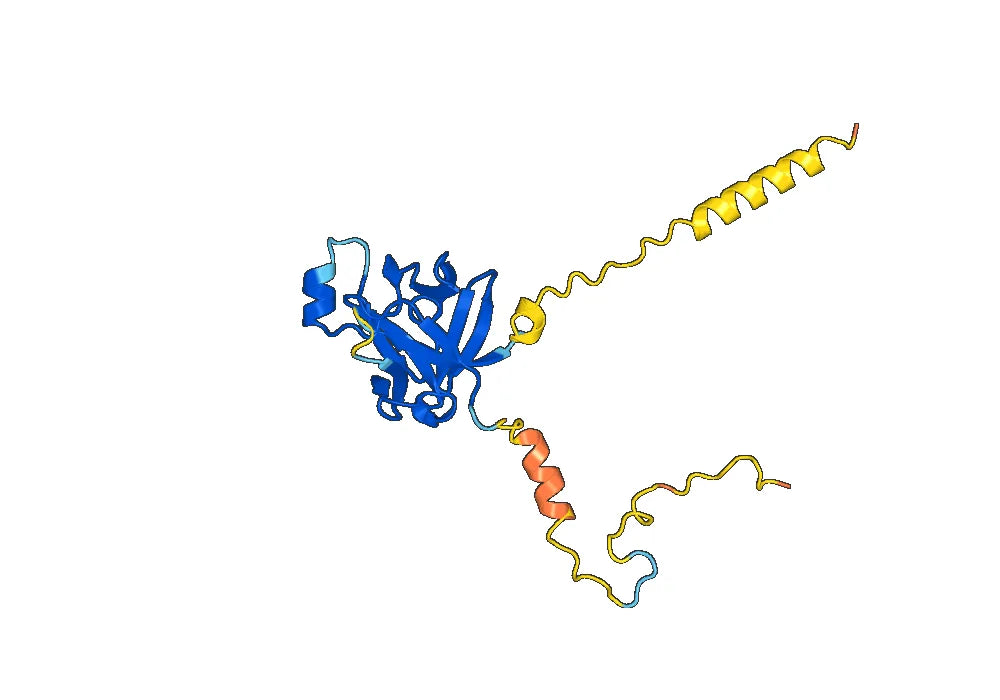Anti-Human FGF19 Antibody (SAA1435)