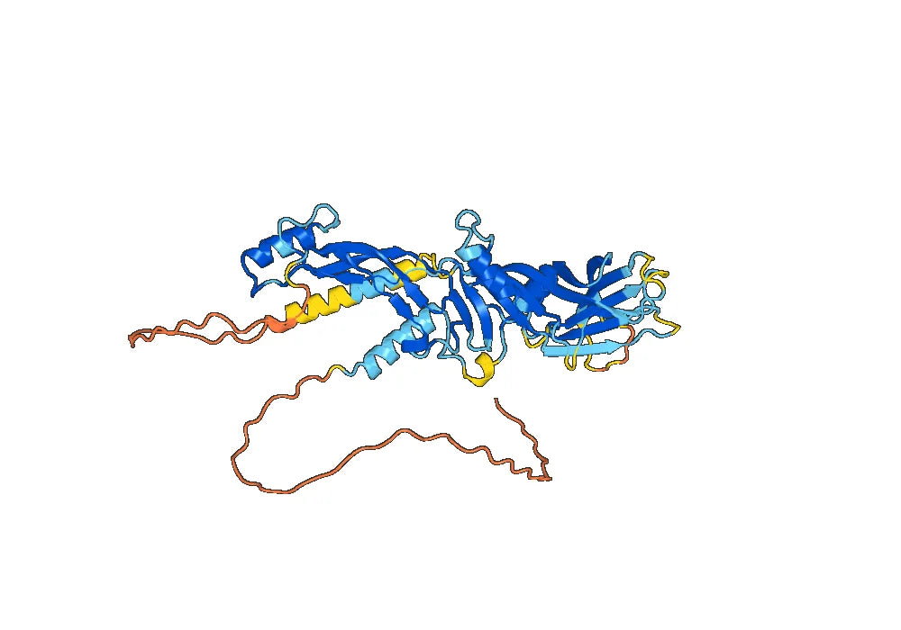 Anti-Human GDF2/BMP9 Antibody (SAA0427)