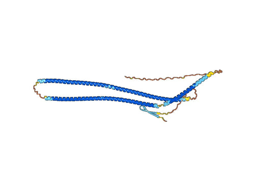 Anti-Human GFAP VHH (SAA1221)