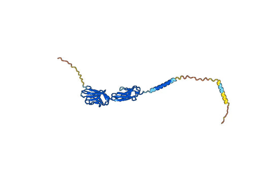 Anti-Human GPA33 Antibody (Ab1)
