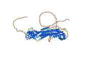 Anti-Human GPC2/Glypican-2 Antibody (D3)