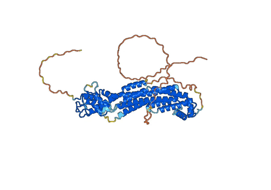 Anti-Human GPC2/Glypican-2 Antibody (D3)