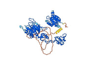 Anti-Human GPHN/Gephyrin VHH (SAA1333)