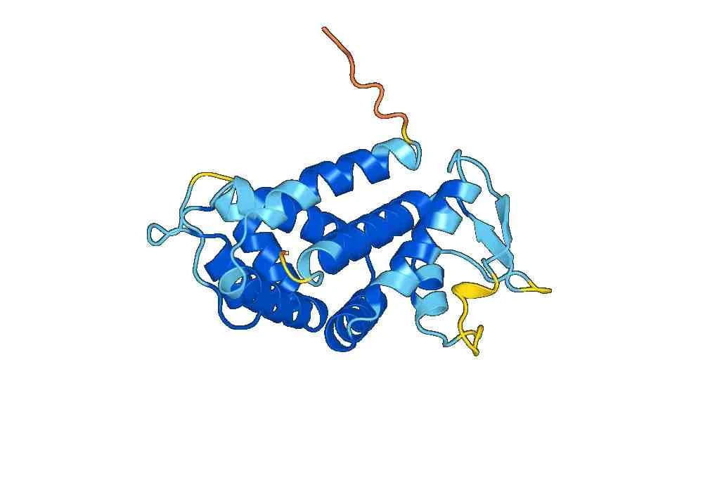 Anti-Human GSDMD Polyclonal Antibody