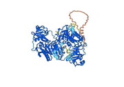 Anti-Human GSN VHH (SAA0980)