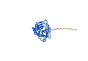 Anti-Human GZMB Antibody (SAA0515)