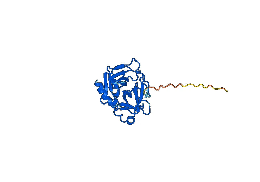 Anti-Human GZMB Antibody (SAA0515)