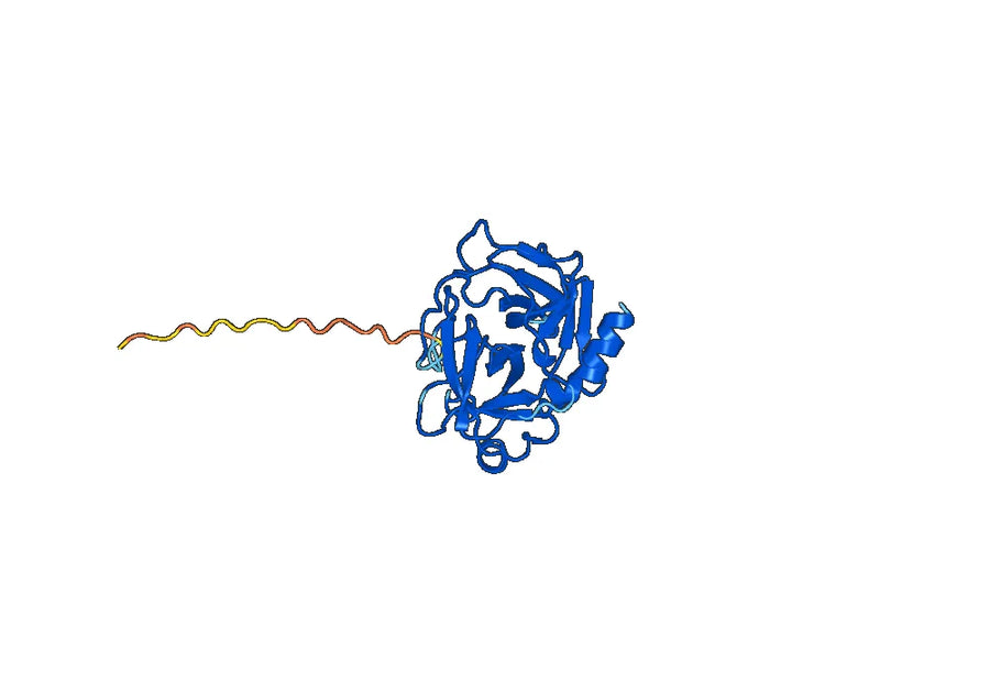 Anti-Human GZMB Antibody (SAA0516)