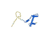 Anti-Human H3K9ac Antibody (SAA0502)